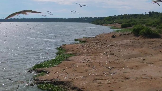 非洲乌干达伊丽莎白女王公园的卡兹加运河岸边，一群非洲掠食鸟在飞翔。空中无人机