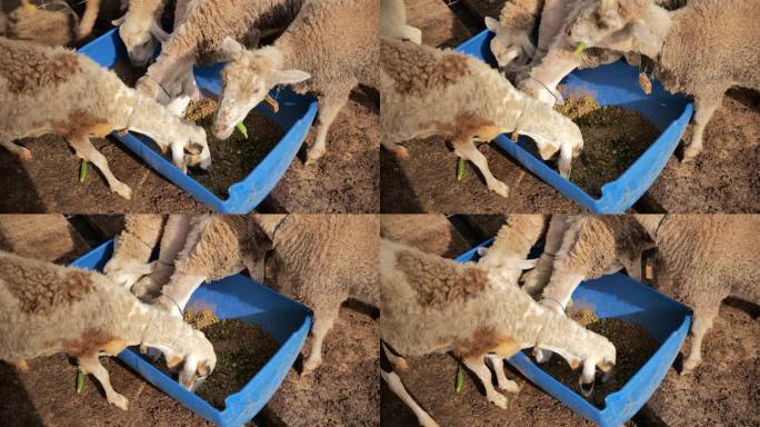 在印度尼西亚东爪哇的一个农村农场里，一群羊在饲料槽里享受着秋葵和饲料粉的丰盛大餐。