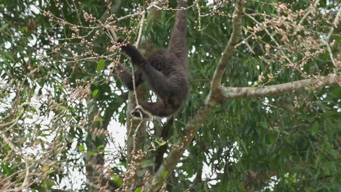 泰国，白掌长臂猿在树枝上荡来荡去，伸手去摘成熟的果实