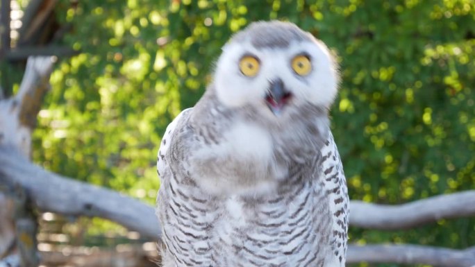 野生动物相遇:镜头捕捉到猫头鹰的滑稽反应，突出了它令人惊讶和有趣的表情