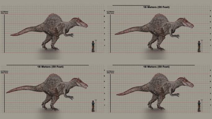 棘龙的尺寸图表。棘龙测量。动画