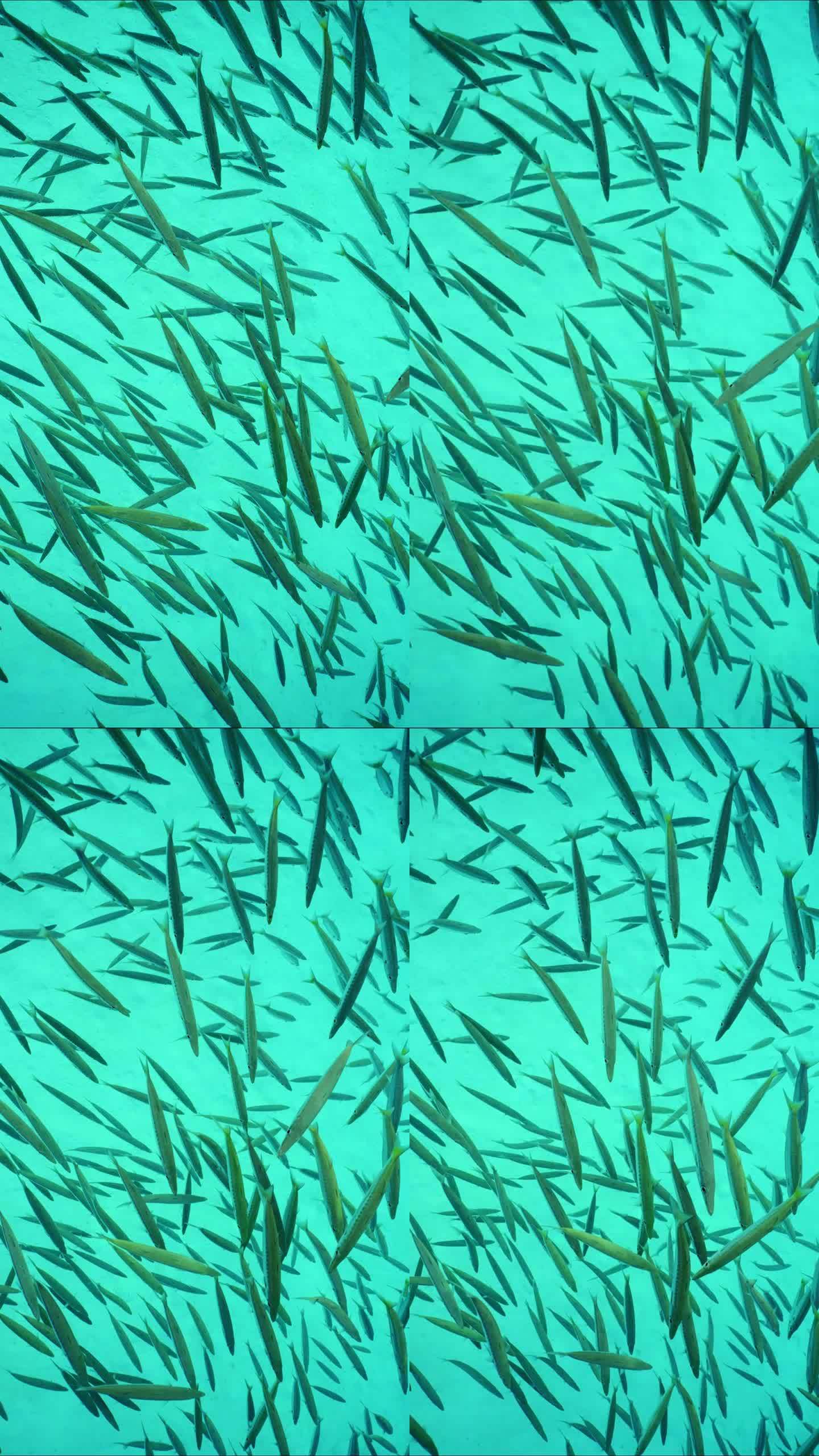 一群梭鱼漂浮在沙底背景上的俯视图，慢动作