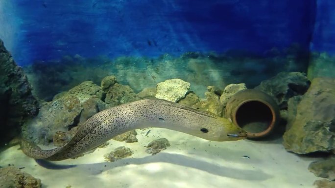 越南芽庄市海洋研究所水族箱底部的巨型斑纹鳗鱼。