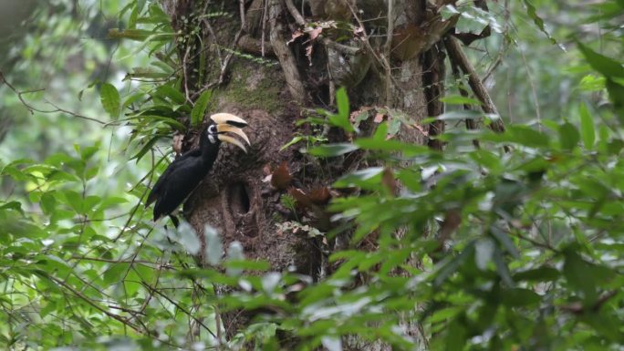 泰国那空叻府考艾国家公园内，雄性东方斑胸犀鸟在树洞内将喉咙里的食物反刍给配偶