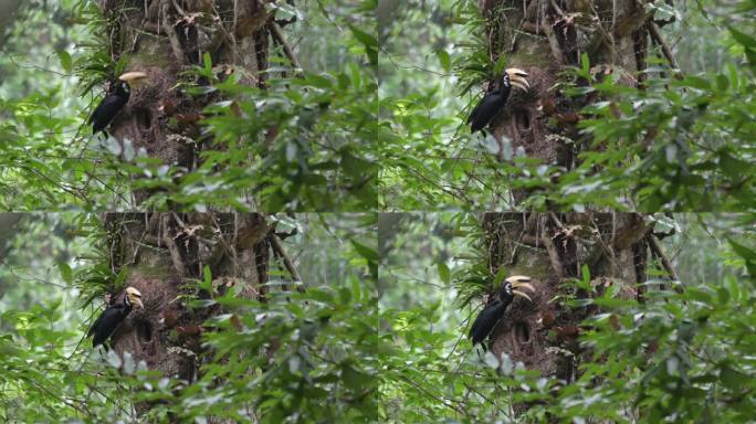 泰国那空叻府考艾国家公园内，雄性东方斑胸犀鸟在树洞内将喉咙里的食物反刍给配偶