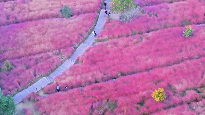 航拍枣庄凤鸣公园粉黛乱子草