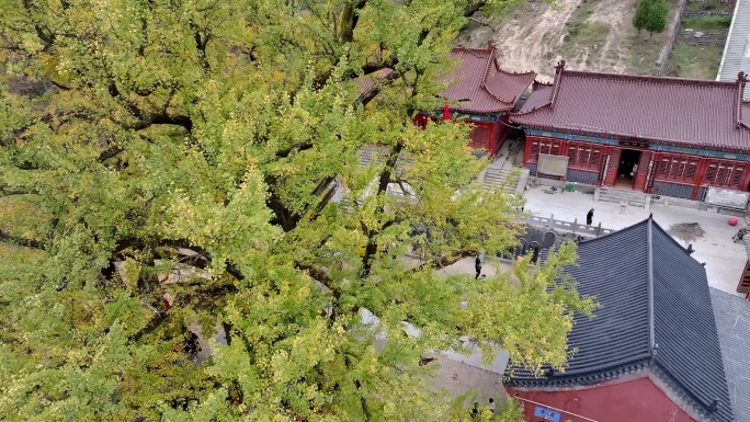 航拍平顶山文殊寺银杏