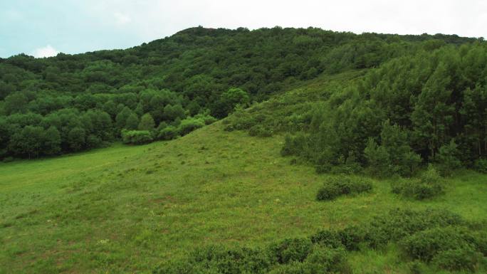 【4k】环境保护生态旅游森林草地绿色风景