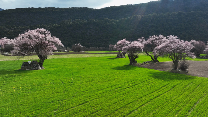 西藏林芝波密桃花沟朱西村