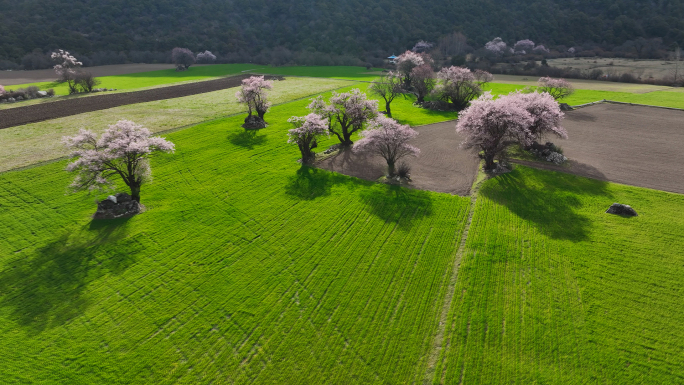 西藏林芝波密桃花沟朱西村