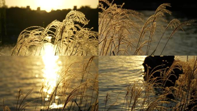 4K实拍芦花湖边芦苇夕阳西下傍晚波光粼粼