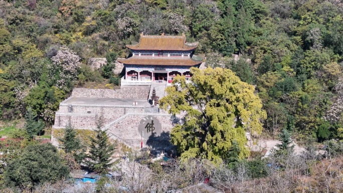 河南许昌禹州千年古刹灵泉寺千年银杏树航拍