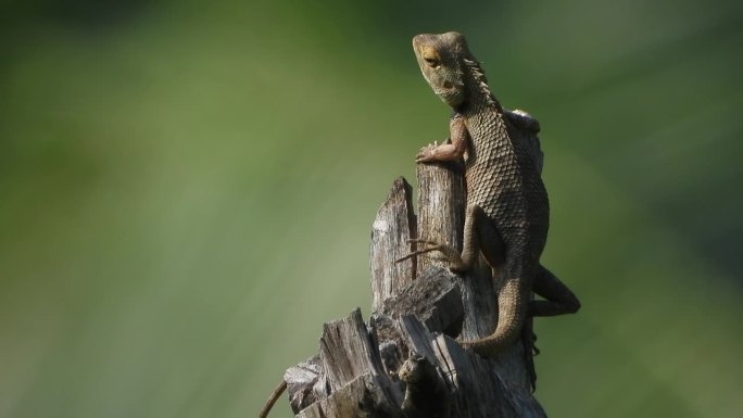 蜥蜴在树上等待食物——放松。