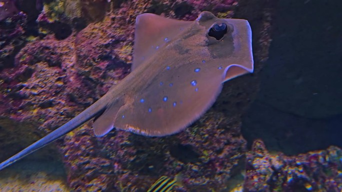 刺鳐的近景海底世界海洋生物多样性魔鬼鱼