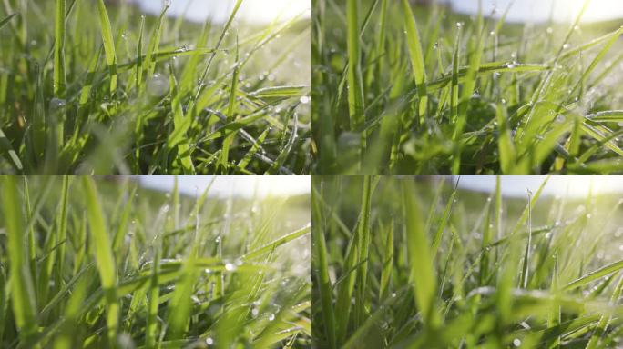 绿草上的晨露。日出时草地上的水滴滑块镜头。镜头穿过潮湿的绿草。UHD 4 k