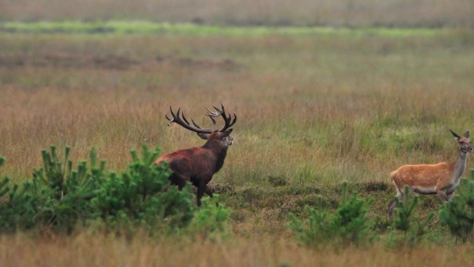 在Veluwe的发情季节，一只雄性马鹿在追逐一只雌性鹿，鹿在田野里嚎叫