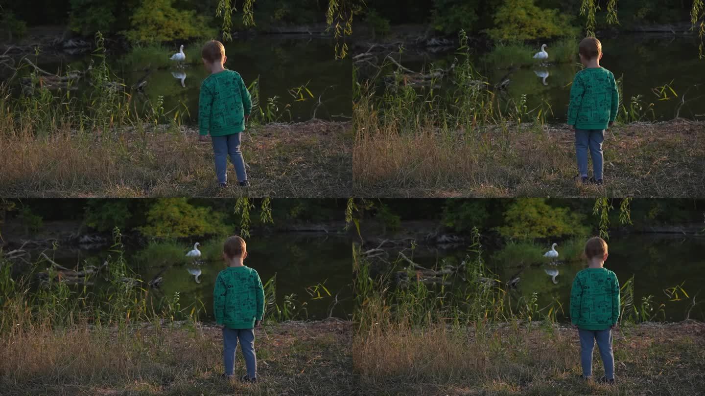 一个小男孩看着池塘里的一只大白天鹅，向它挥手。