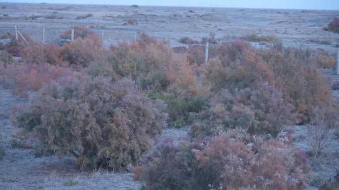 新疆沙漠植被 4K120帧素材
