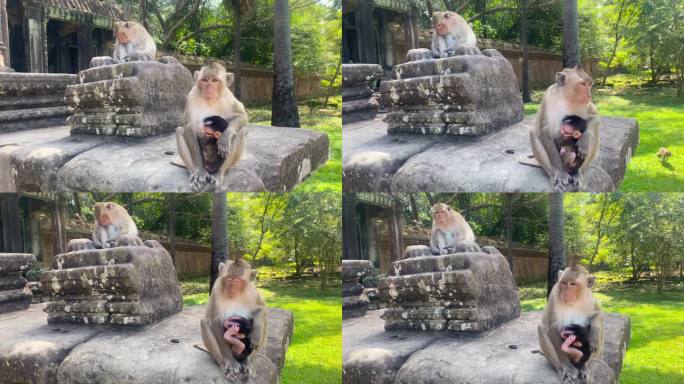 生活在柬埔寨吴哥窟历史建筑群中的猴子