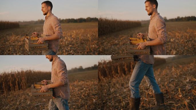 日落时分，农民背着装满收获玉米的木箱走在残茬地里