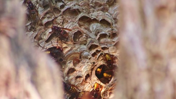 欧洲大黄蜂是一种危险的有毒害虫，它们在树干上长有黄色的刺甲，以侵略性的攻击方式建立殖民地