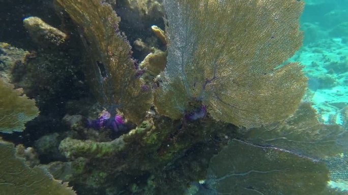 大型海扇珊瑚在海底的热带水域的霍尔陈海洋保护区，圣佩德罗，伯利兹。手持拍摄的