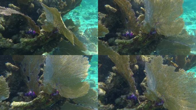 大型海扇珊瑚在海底的热带水域的霍尔陈海洋保护区，圣佩德罗，伯利兹。手持拍摄的