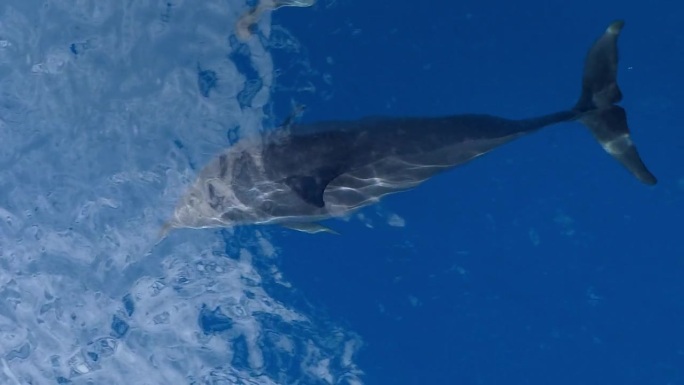海豚游泳和玩耍在船头的热带清澈的蓝色的水，垂直格式