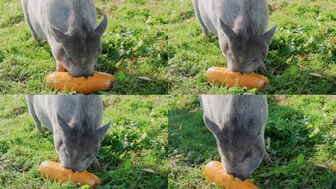 一个阳光明媚的夏日，一只灰色的新西兰小猪在牧场上吃着橙色的西葫芦。小灰猪在农场外面吃东西。畜牧养猪理