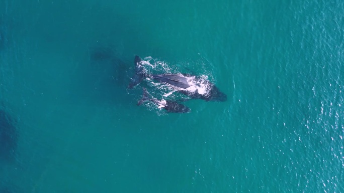 母鲸和幼鲸一起游泳