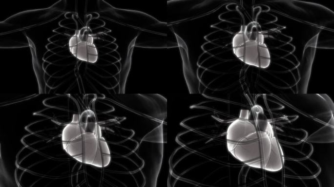 人体循环系统心脏解剖