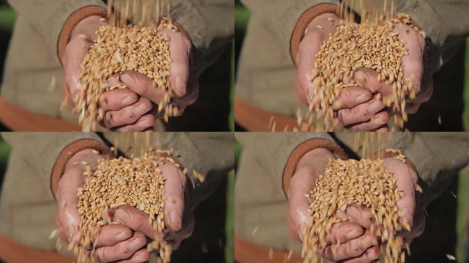 一位农民用手握住成熟的小麦种子，审视着他的庄稼。