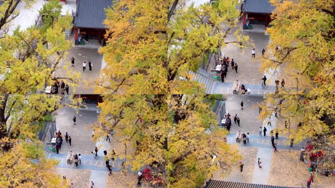 航拍平顶山文殊寺银杏