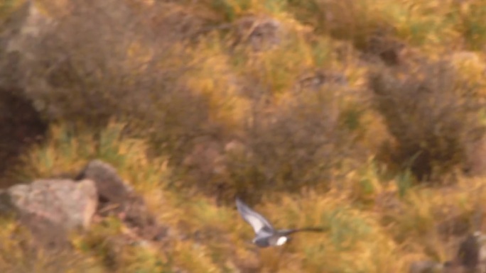 黑胸秃鹰俯冲峡谷，落在一块大石头上的跟踪镜头，黑胸秃鹰