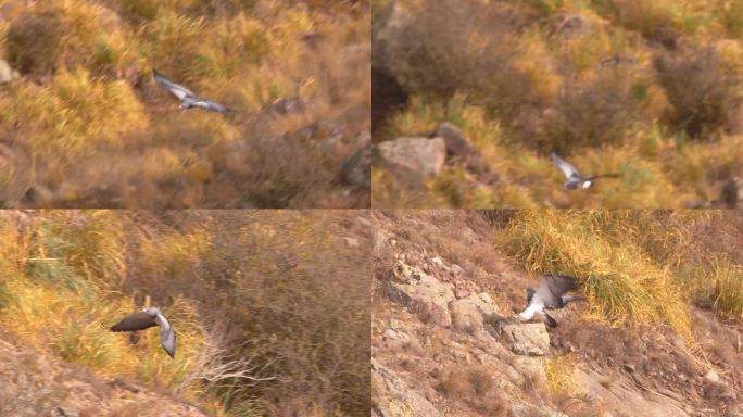黑胸秃鹰俯冲峡谷，落在一块大石头上的跟踪镜头，黑胸秃鹰