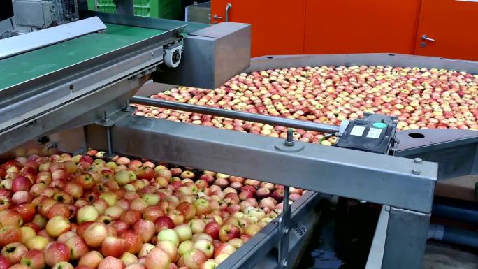 工厂内收获苹果的加工