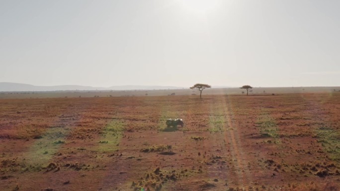 无人机拍摄的野生动物摄影师驾驶游猎车在马赛马拉国家保护区稀树草原，肯尼亚，非洲美丽的风景和金合欢树