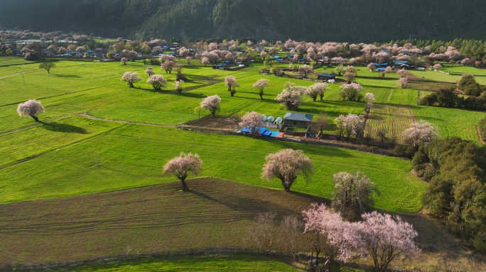 西藏波密达兴村桃花庄园