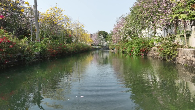 樱花 风铃花 春天 春季