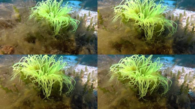 海底深处的荧光海葵
