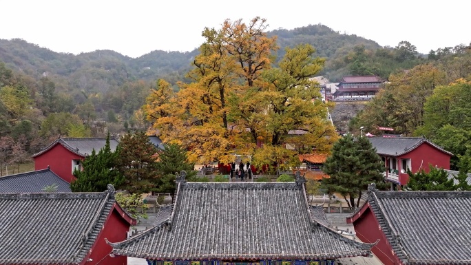 航拍平顶山文殊寺银杏