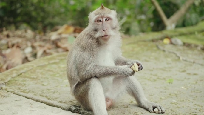 猴子吃香蕉在人行道上的猴子森林巴厘岛