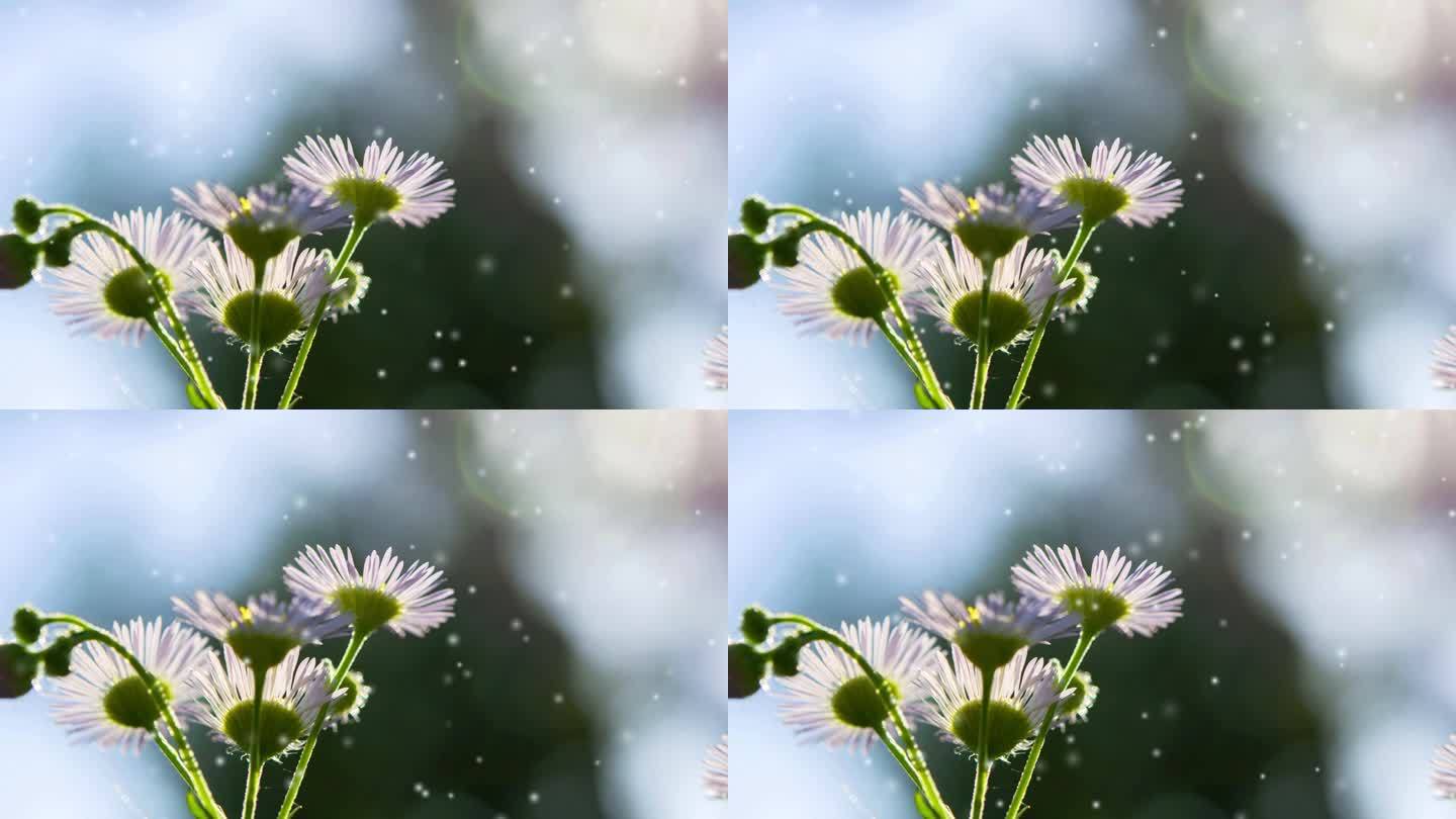 在一个绿色的茎上有小花瓣的小花，在模糊的深色背景上，在阳光明媚的夏日里，阳光灿烂。底部视图。很多小的