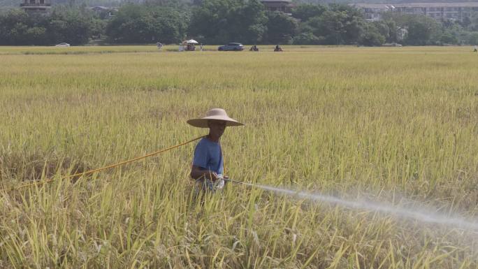 农民在稻田里喷洒农药