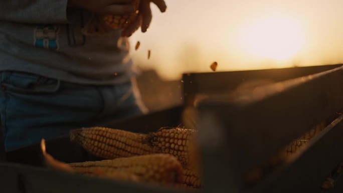 日落时分，农夫和儿子在田地里把玉米从棒子上剥下来装入板条箱的特写