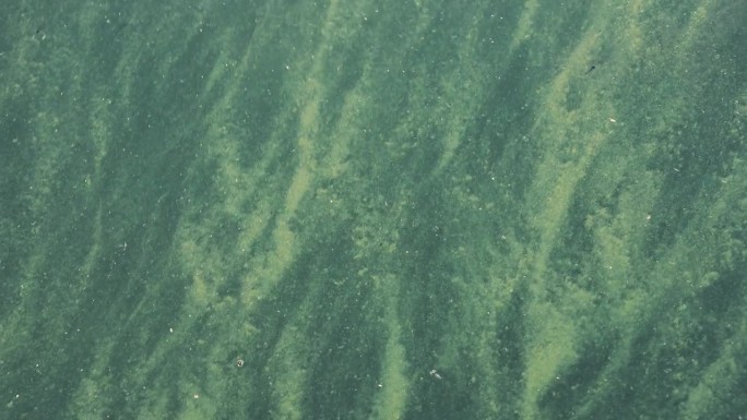 水面上的藻类