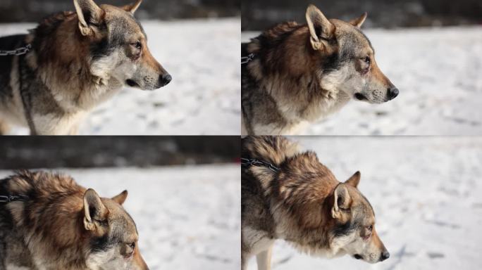 被驯服的狼在冬天的雪地背景下