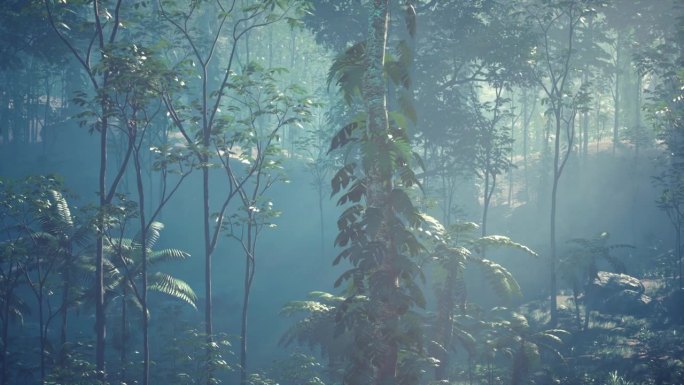 古老的树木和藤蔓被湿气和雾气覆盖的神秘景象