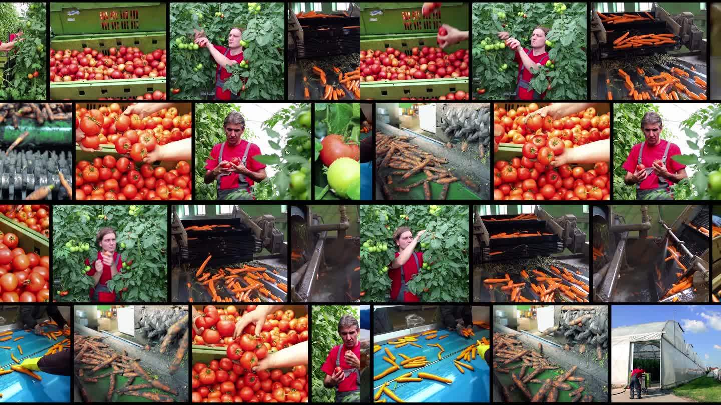 温室蔬菜生产和收获后管理-多屏幕视频蒙太奇