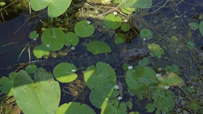 在一个温暖的夏日，迈阿密附近的佛罗里达大沼泽地，一只小鳄鱼在一群睡莲叶子中间休息，手持4K拍摄。
